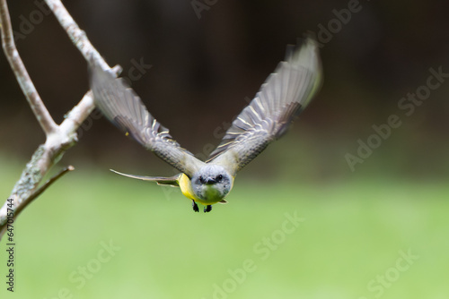Tropical Kingbird, Tyrannus melancholicus, Tirano Tropical, Flycatcher in flight capturing flies photo