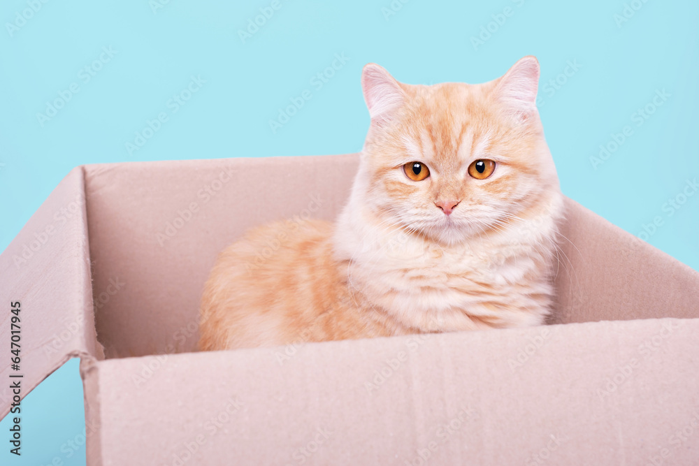 Ginger fluffy tabby cat sitting in cardboard box on blue background.