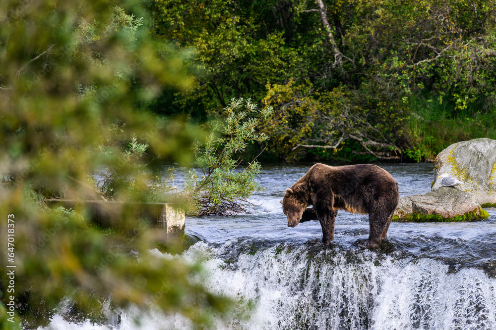 Brown bear standing on the lip of Brooks Falls scratching her ear, Katmai National Park, Alaska
Brown bear standing on the lip of Brooks Falls scratching her ear, Katmai National Park, Alaska