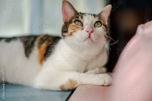 Wallpaper Mural Cat on a pink sofa next to a window Torontodigital.ca