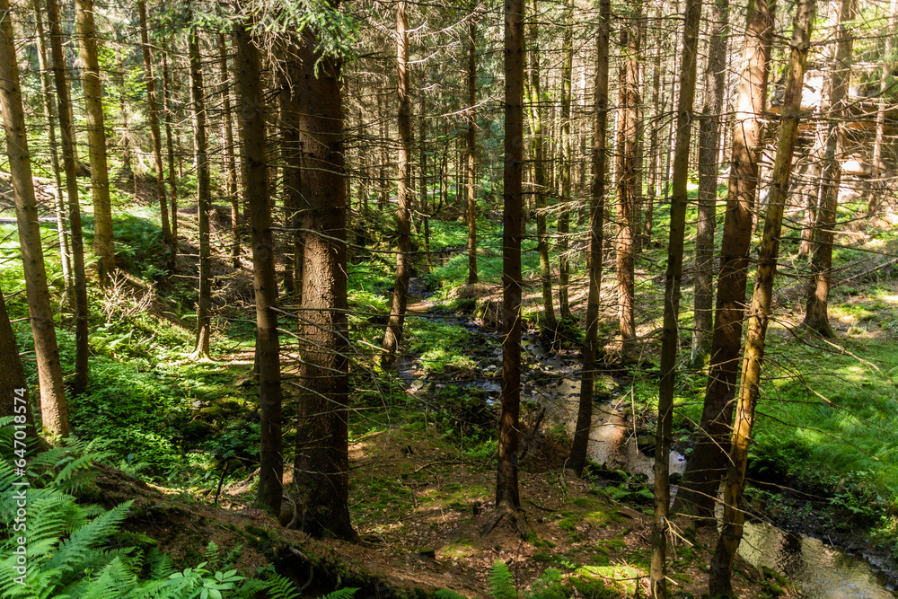 Forest in Brtnicky potok valley in Bohemian Switzerland, Czech Republic