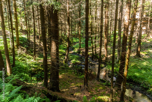 Forest in Brtnicky potok valley in Bohemian Switzerland  Czech Republic