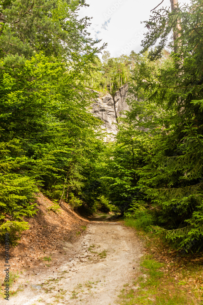 Fototapeta premium Path in the National Park Bohemian Switzerland, Czech Republic