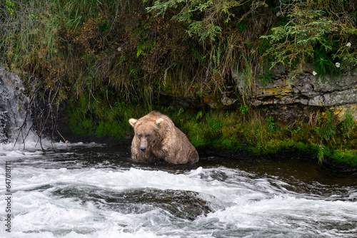 Brown bears fishing in the Brooks River below Brooks Falls, Katmai National Park, Alaska
