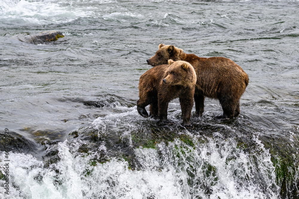 Brown bear mother eating salmon in the Brooks River with cub swimming to get some fish too, Katmai National Park, Alaska
Brown bear mother eating salmon in the Brooks River with cub swimming to get some fish too, Katmai National Park, Alaska