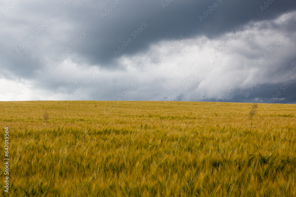 Barley field in a stormy weather, Czech Republic