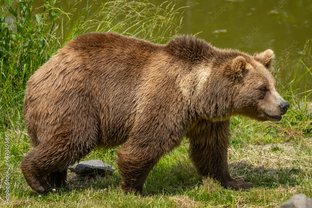 large grizzly bear walking along a pond in the grass