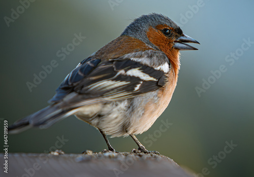 Canvas Print Eurasian chaffinch songbird sits on a wooden railing in Swiss Alps