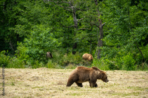 grizzle bears in the forest and a meadow photo