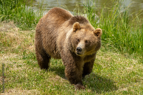 large grizzly bear walking along a pond in the grass © David Elkins