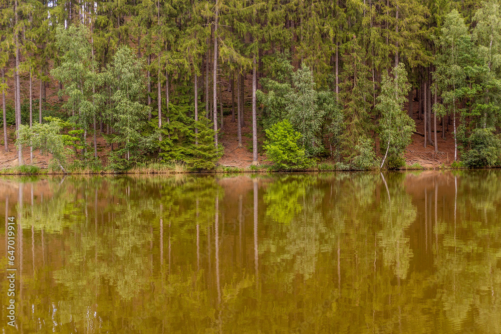 Trees reflecting in Slunecny rybnik pond near Lanskroun, Czech Republic Trees reflecting in Slunecny rybnik pond near Lanskroun, Czech Republic