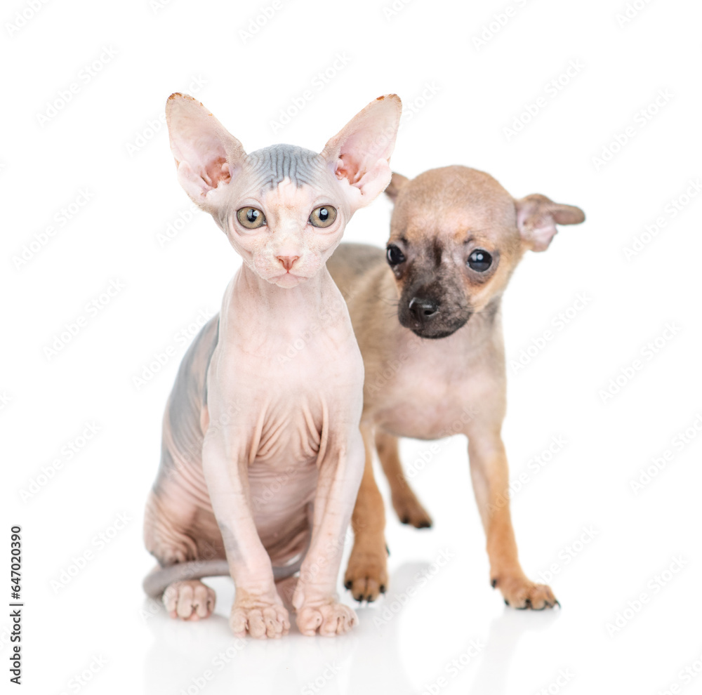 Toy terrier puppy and sphynx kitten sit together.  isolated on white background