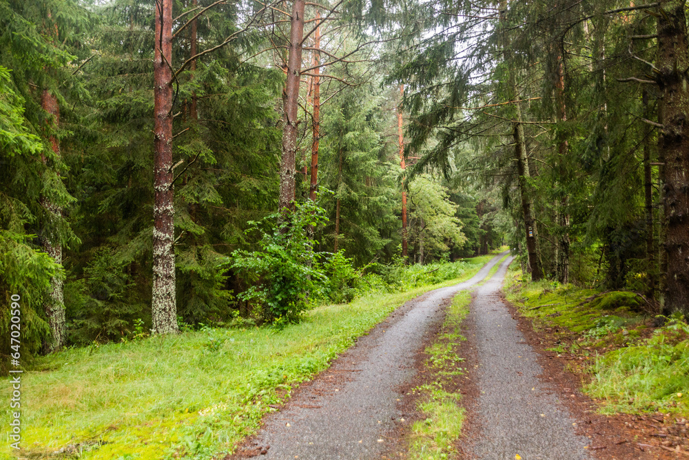 Fototapeta premium Forest path near the southernmost point of the Czech Republic