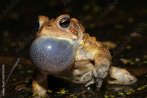 Male American Toad (Anaxyrus americanus) steps forward at the same time it is singing with an inflated vocal sac.  photo