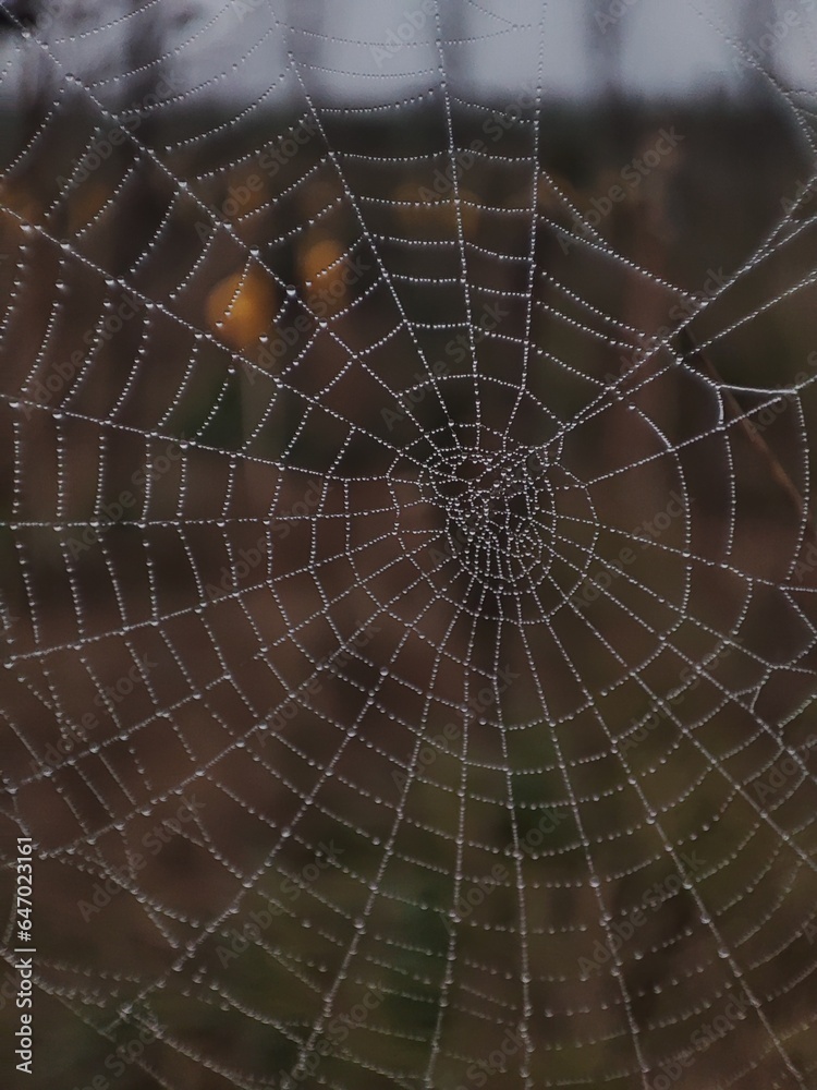Obraz premium Spider web after rain