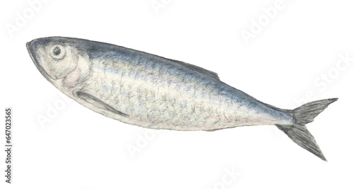 ニシン　水彩色鉛筆魚イラスト