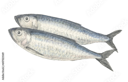 ニシン　水彩色鉛筆魚イラスト