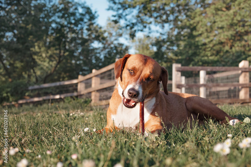 Foto Happy dog with chew stick lying in grass outside