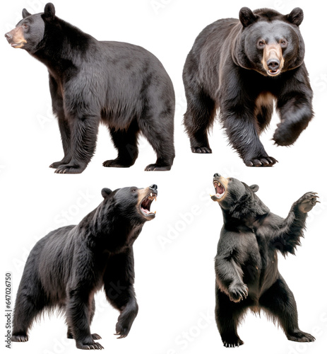 Black Bear (Standing, Walking, Roaring, Roaring standing in two legs)