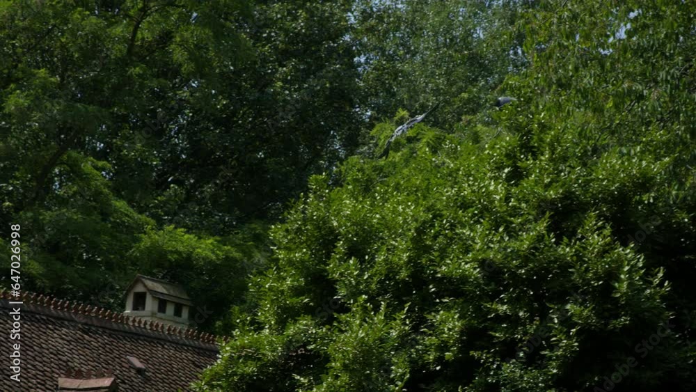 Grey heron flying Through Park In Slow Motion Grey heron flying Through Park In Slow Motion