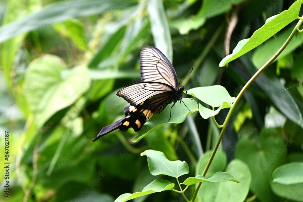 Female Byasa alcinous (Chinese windmill). Lepidoptera Papilionidae Butterfly.It eats poisonous leaves and accumulates poison in its body to protect itself from predators. Female Byasa alcinous (Chinese windmill). Lepidoptera Papilionidae Butterfly.It eats poisonous leaves and accumulates poison in its body to protect itself from predators.