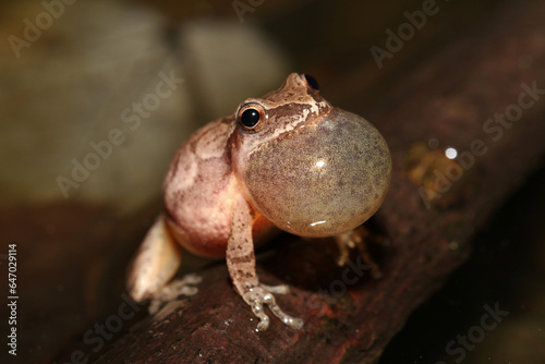 Singing male spring peeper (Pseudacris crucifer) with vocal sac inflated. 