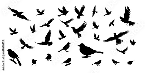 Bird silhouettes  bird flying and standing silhouettes detailed
