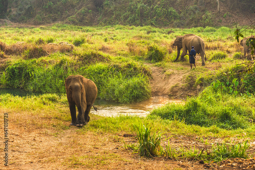 Photography Group of Asian elephants enjoy life  in the wild