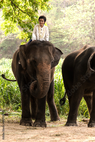 Photography Young boy riding on friendly Asian elephant inThailand elephant sanctuary
