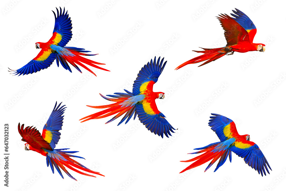 Set of Scarlet macaw parrot flying isolated on transparent background png file Set of Scarlet macaw parrot flying isolated on transparent background png file
