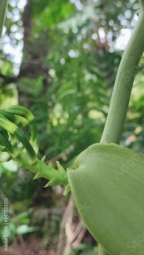 flower buds of vanilla orchid flowering plant in the garden, aka flat leaved vanilla, plant from which vanilla bean spice is obtained or derived, close-up side view in vertical orientation photo