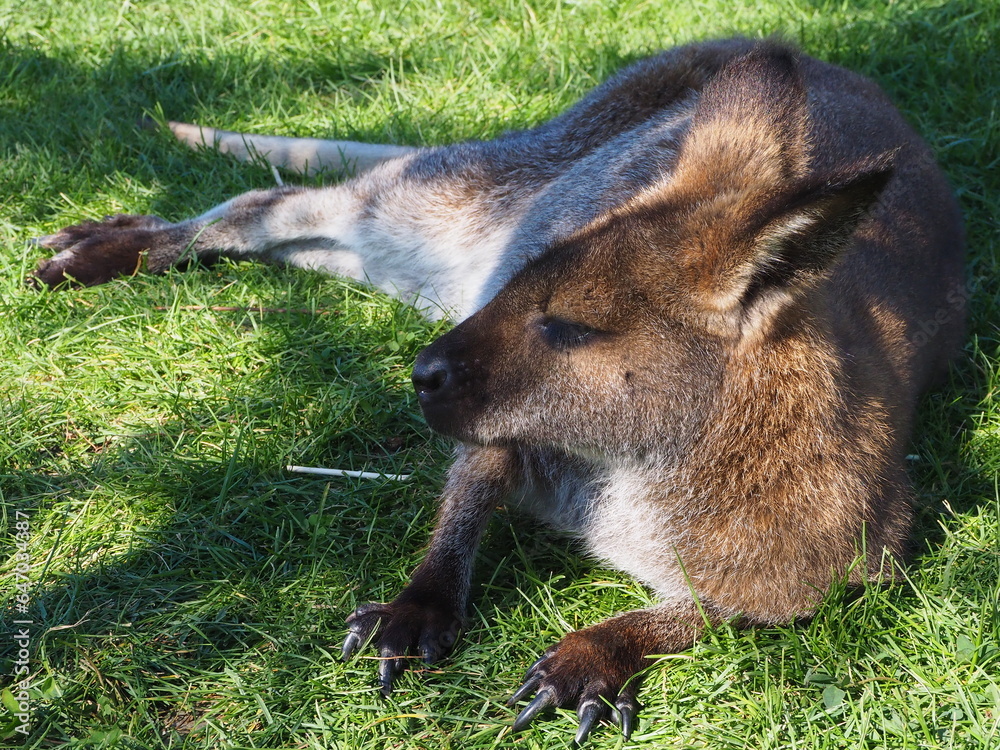 Fototapeta premium OLYMPUS DIGITAL CAMERA