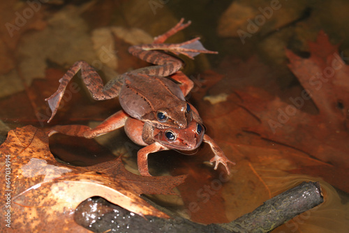 A pair of wood frogs in amplexus (mating) as they float in a vernal pool.  photo