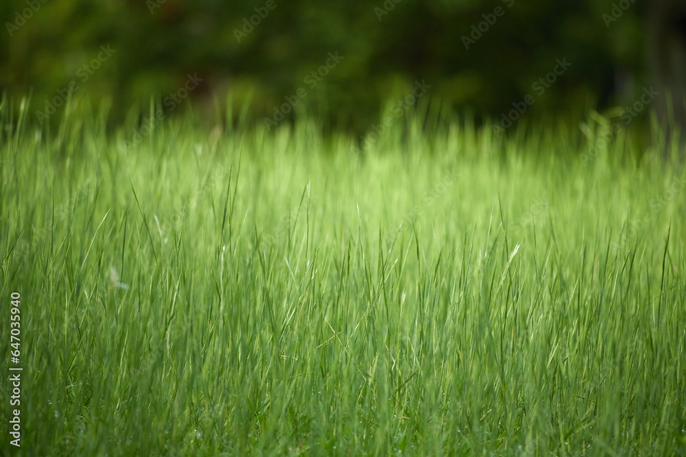 夏の野原の緑の野草の風景