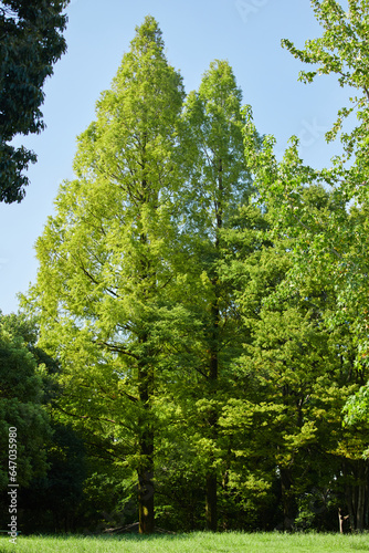 夏の公園の芝生とまっすぐ成長している巨木の風景 © zheng qiang
