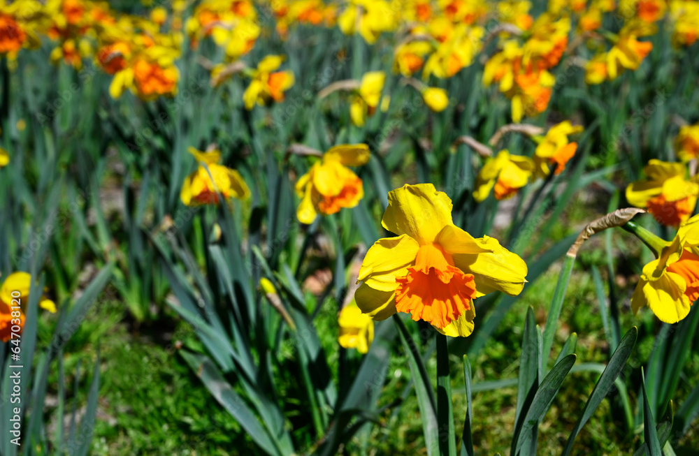 Springtime in Christchurch, New Zealand - Daffodils.