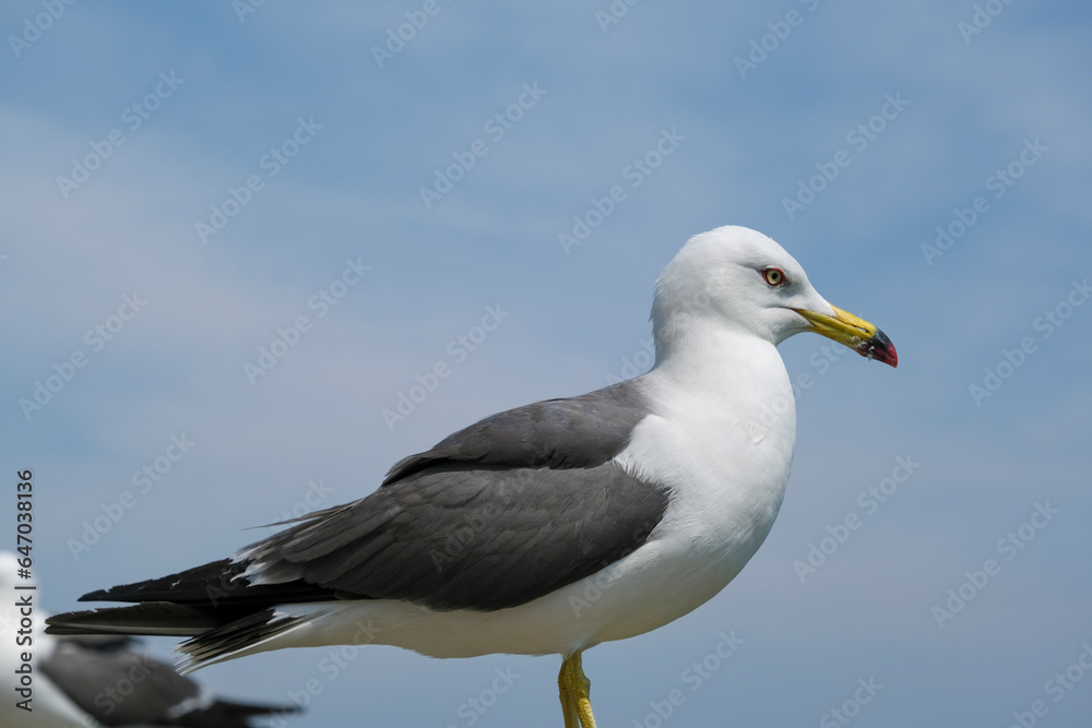 ウミネコの成鳥のアップ