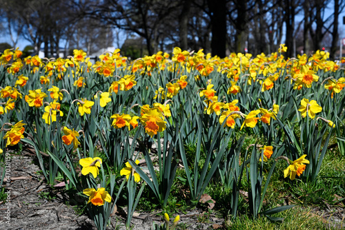 Fototapeta Naklejka Na Ścianę i Meble -  Springtime in Christchurch, New Zealand - Daffodils.