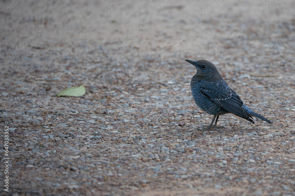 Birds forage for food in the ground area of Khao Yai National Park Birds forage for food in the ground area of Khao Yai National Park