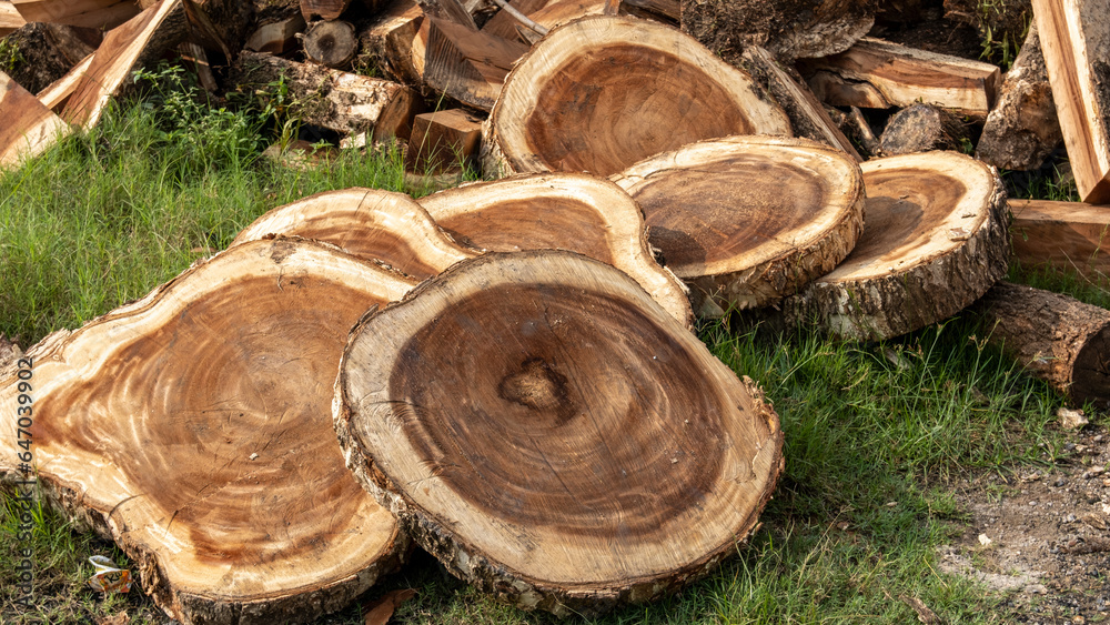 Wood sections from felled trees lying on green grass, showcasing natural texture and pattern. Wood sections from felled trees lying on green grass, showcasing natural texture and pattern.