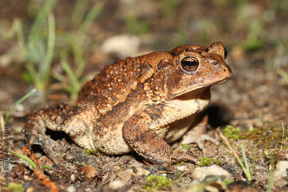 Profile view of a plain brown American Toad (Anaxyrus americanus) from eastern North America. Profile view of a plain brown American Toad (Anaxyrus americanus) from eastern North America.