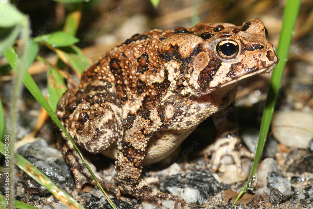 Close-up of an American Toad (Anaxyrus americanus) from Swain County, North Carolina with distinctive black markings on its body. Close-up of an American Toad (Anaxyrus americanus) from Swain County, North Carolina with distinctive black markings on its body.