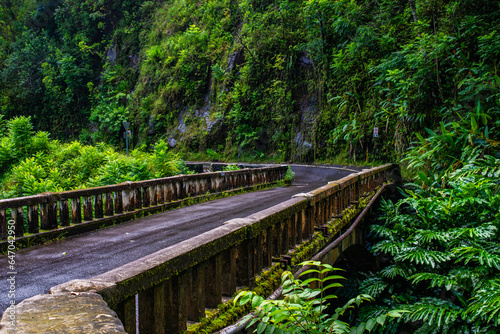 bridge in the forest