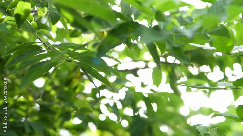 Nature green bokeh sunshine abstract blurred background Nature green bokeh sunshine abstract blurred background