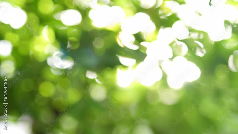 Nature green bokeh sunshine abstract blurred background Nature green bokeh sunshine abstract blurred background