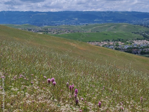 Owl s Clover wildflowers blooming in the East Bay hills