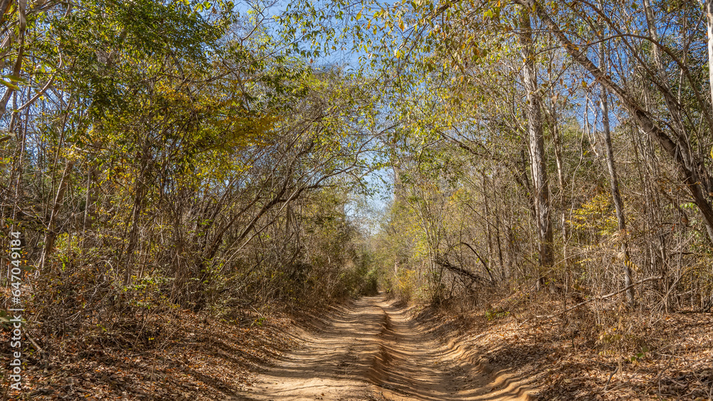 A straight dry dirt road runs through the forest. Ruts are visible. Thickets of deciduous trees on the roadsides. Branches and leaves against the blue sky. Madagascar. Kirindy Forest.