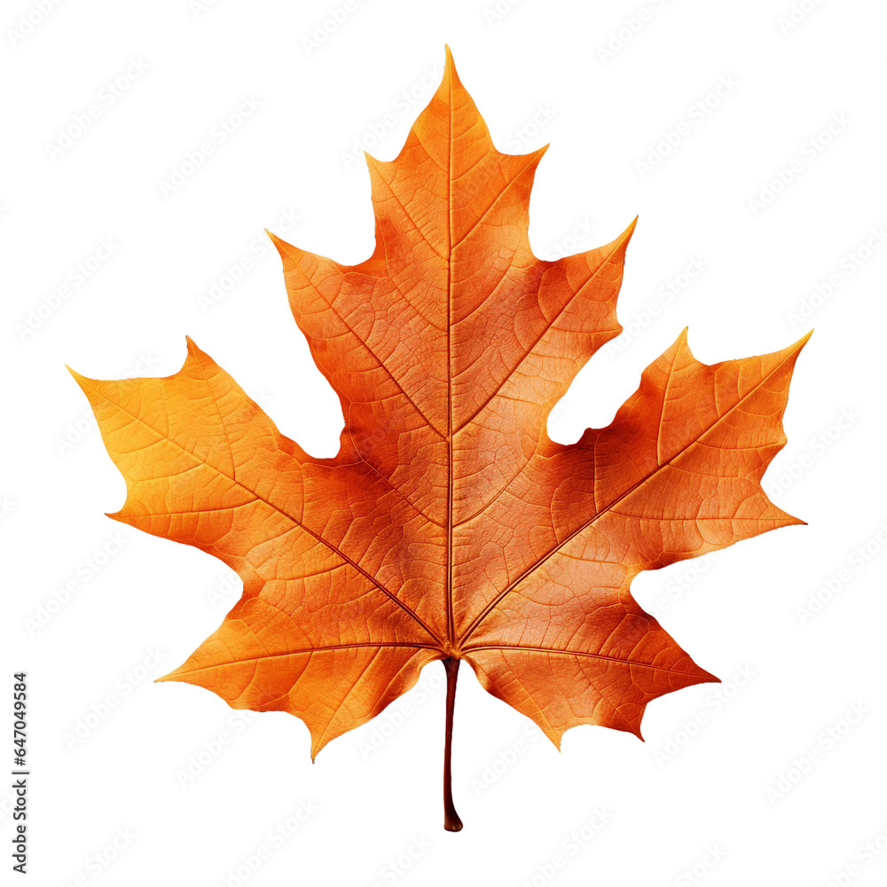 custom made wallpaper toronto digitalMaple, transparent background, isolated image, generative AI
