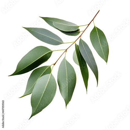 Eucalyptus, transparent background, isolated image, generative AI
