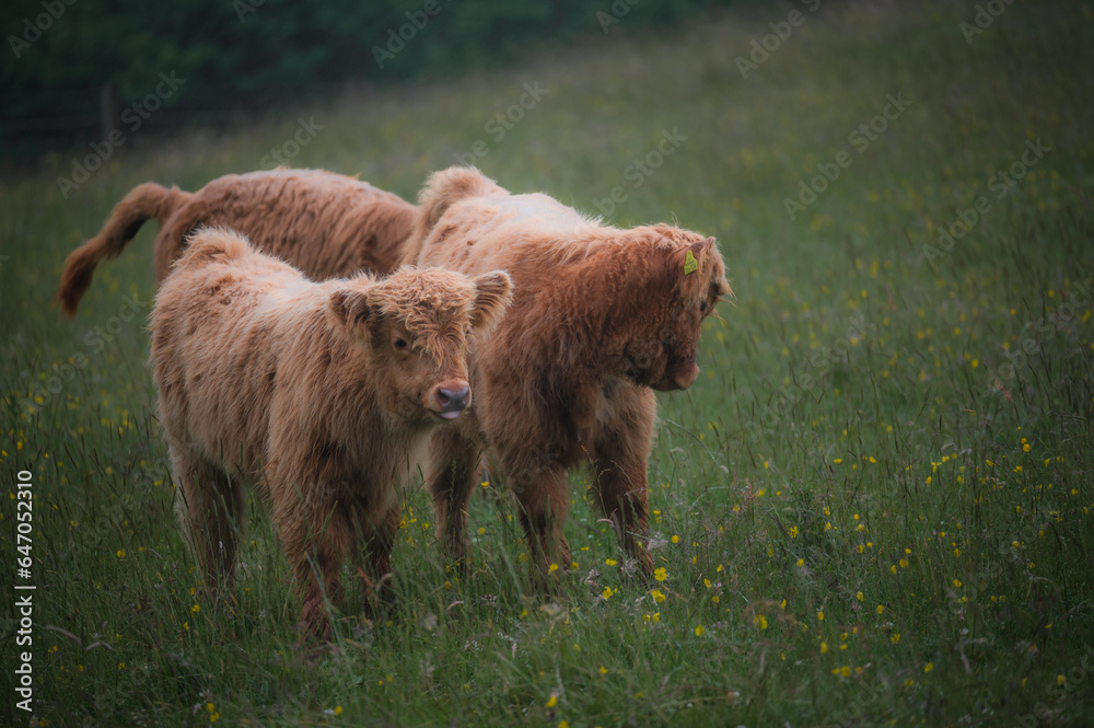 Scotland ginger highland cow calf babies portrait Scotland ginger highland cow calf babies portrait